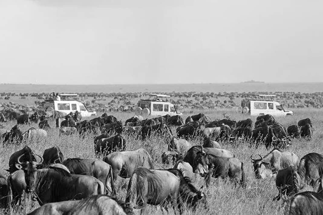 tanzania big game safaris raoul ramoni