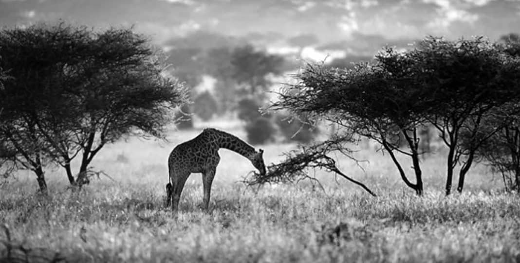 unveiling-the-wonders-of-tanzania-join-national-geographic-on-a-safari