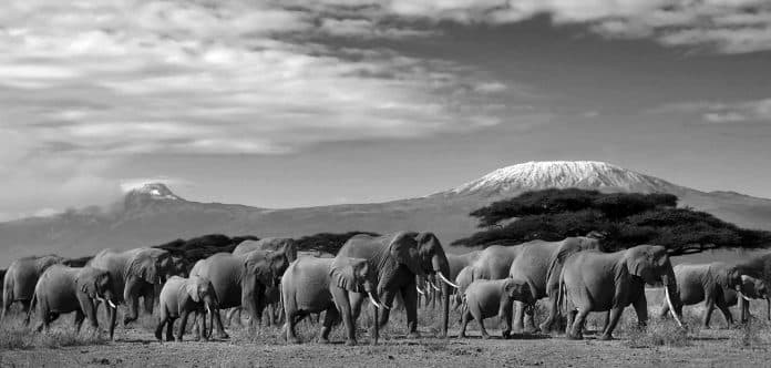 Unveiling the Wonders of the Big Five Safari - Tanzania's Wildlife Paradise