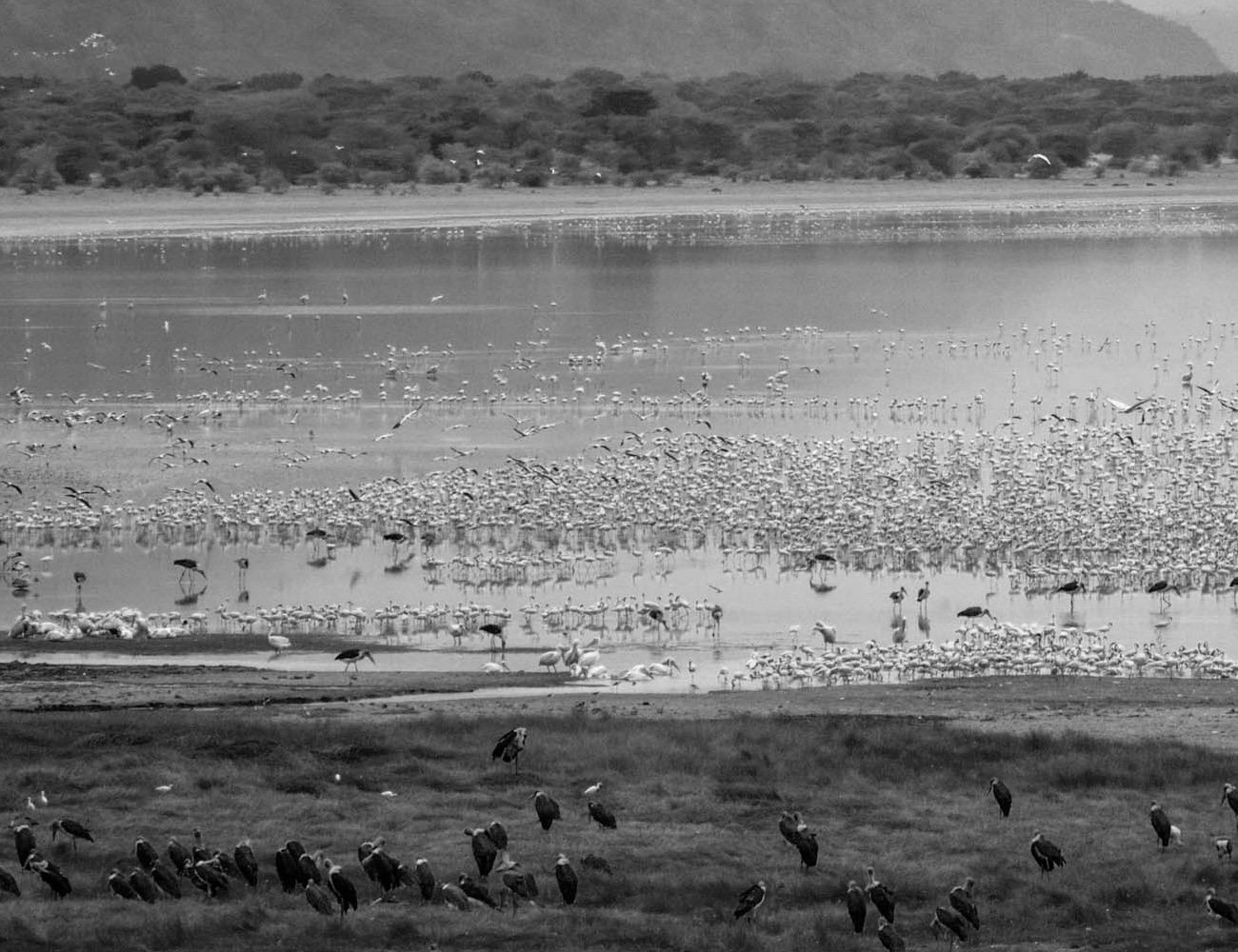 Beautiful Birds at Lake Manyara National Park