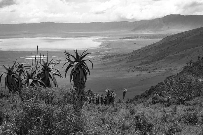 From Aloe to Zebra Grass - Uncovering the Remarkable Plant Life in Ngorongoro Crater