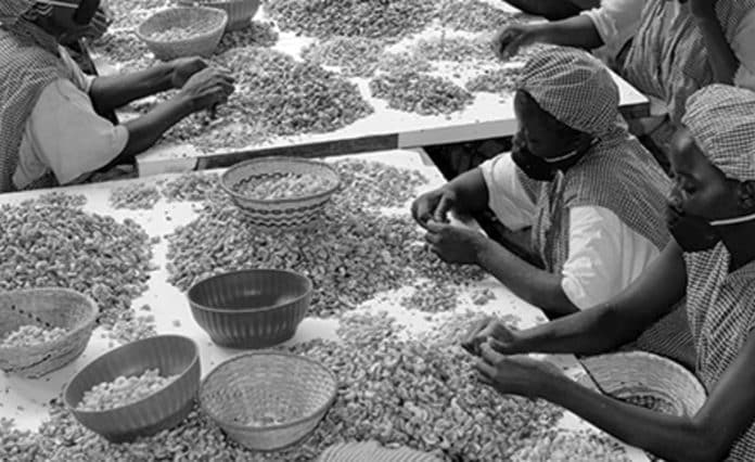 Navigating the Cashew Market in Tanzania - Understanding Price Trends and Opportunities for Farmers