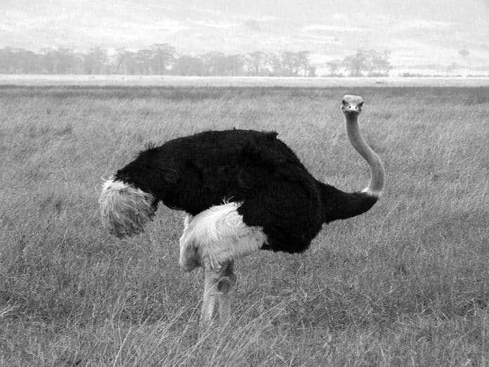 Tanzania's Ostriches - A Closer Look at the Feathered Giants of the Savannah