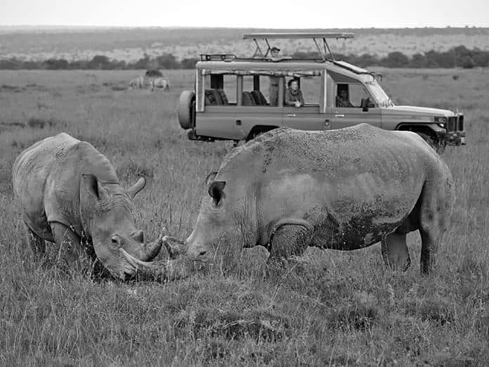 Uncover the Best Tanzania Safari Operators - A Guide to Unforgettable Wildlife Adventures