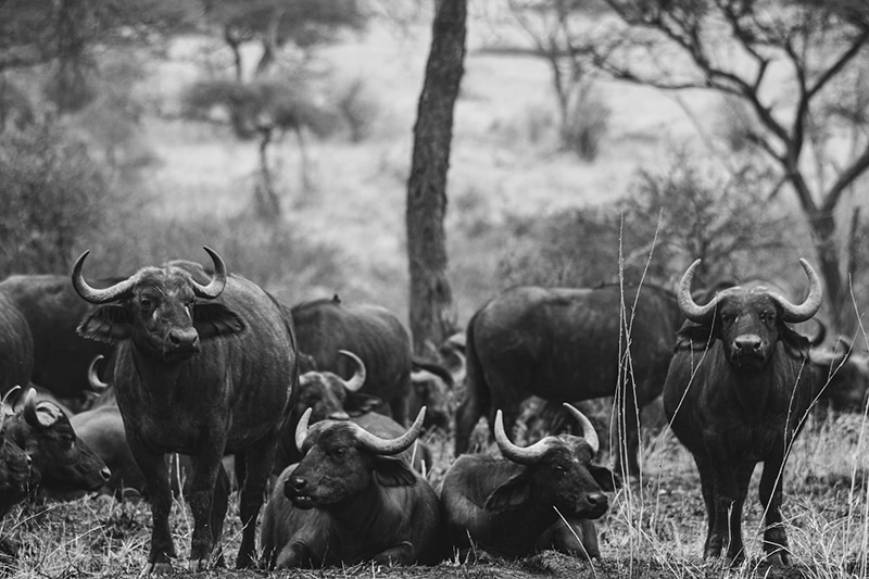A herd of cattle in serengeti national park