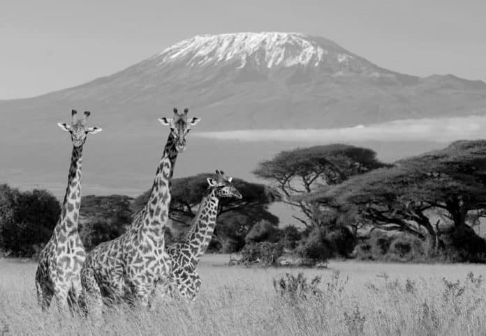 African Adventure Awaits Top Destinations to Explore in Kenya and Tanzania