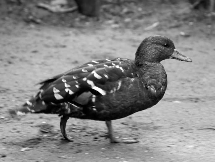 African Black Duck in Tanzania - Exploring the Untamed Wilderness of its Natural Habitat