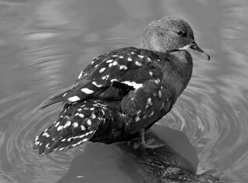 African Black Duck