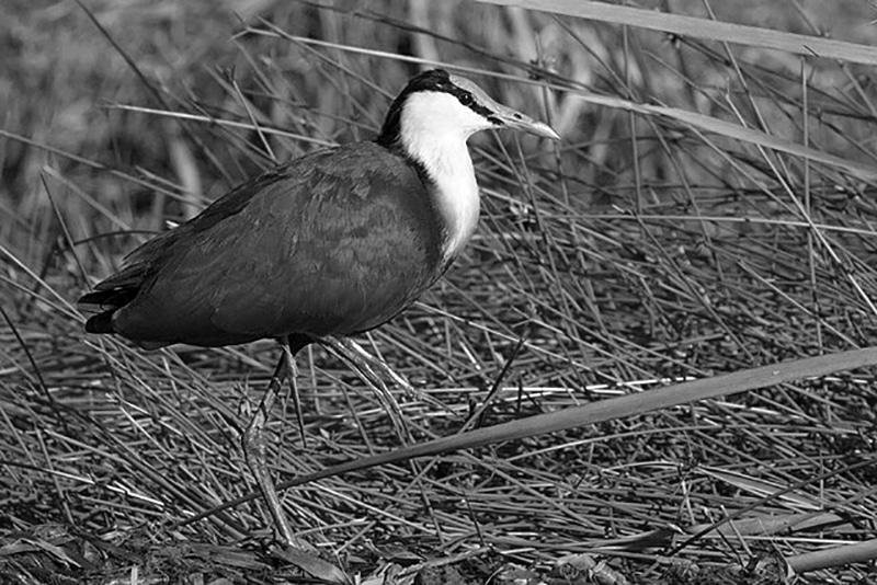 African Jacana (Actophilornis_africanus) Tanzania