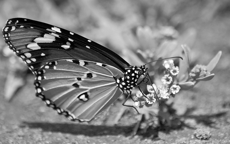 African Queen butterfly in Tanzania