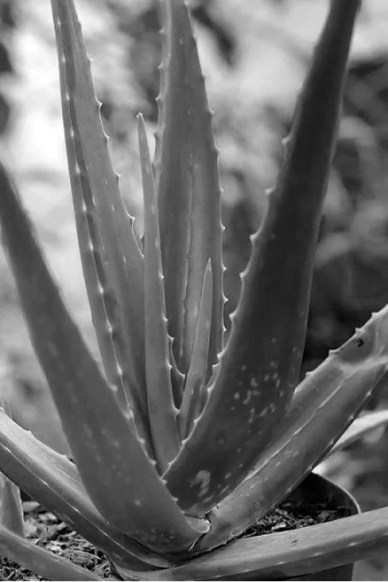 Aloe plant