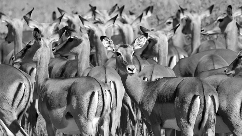 Antelopes in Serengeti