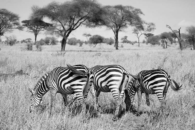 Arusha National Park