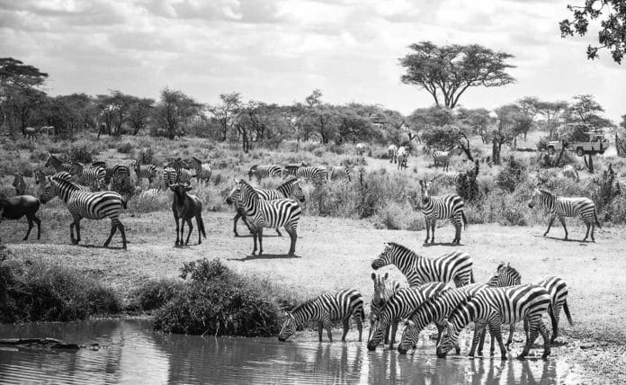 Choosing the Ultimate Safari Destination: Kenya vs Tanzania Revealed