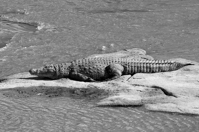 Crocodile in Grumeti River, Serengeti