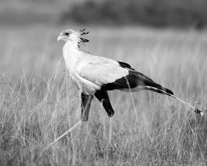 Discover the Breathtaking Diversity - A Must-See List of Birds of Tanzania