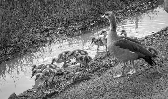 Discover the Majestic Geese of Tanzania - A Wildlife Enthusiast's Guide