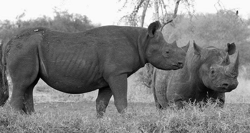 Eastern Black Rhinos in Tanzania