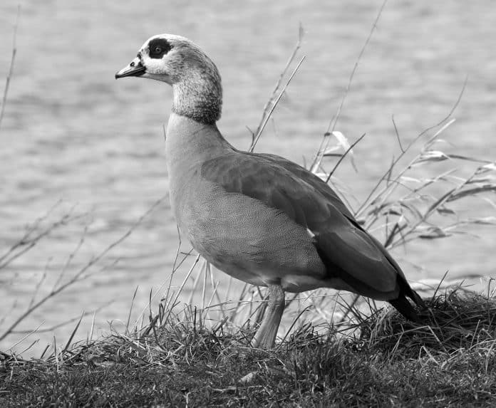 Egyptian Goose in Tanzania - A Fascinating Encounter with Africa's Graceful Avian Wonder!