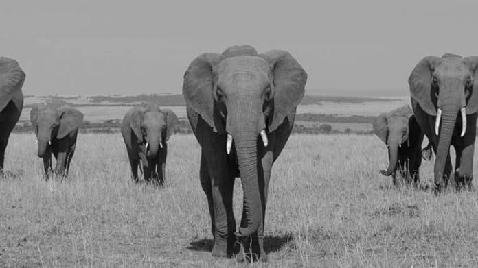 Exploring the Breathtaking Wildlife of Kenya, Tanzania, and Uganda