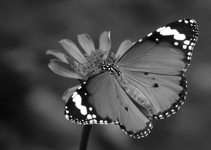 Fluttering Beauties - Discover the Dazzling Diversity of Butterflies in Tanzania