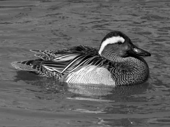 Garganey in Tanzania - Witness the Spectacular Migration of These Magnificent Birds