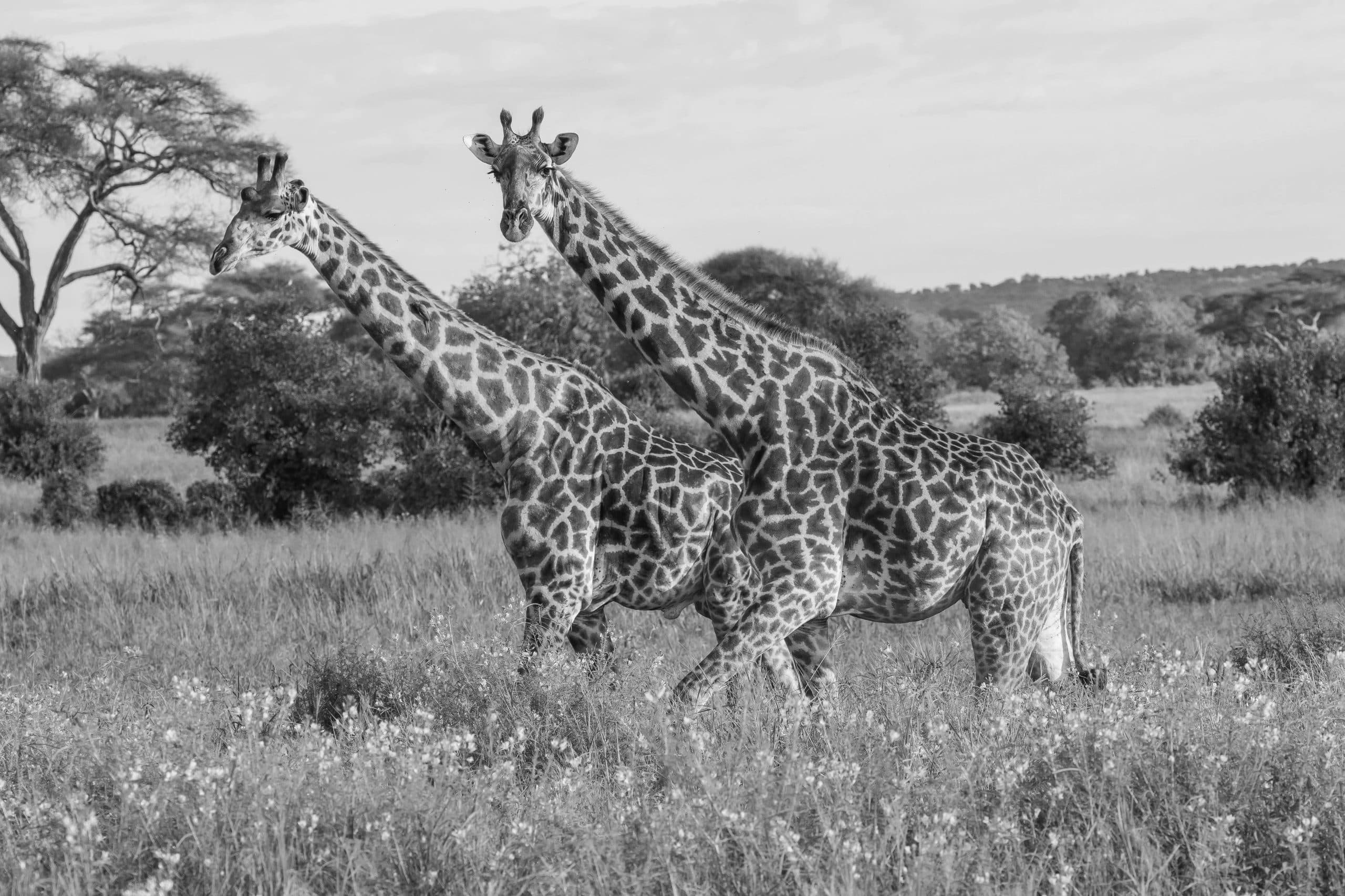 Giraffes - Tarangire National Park Tanzania