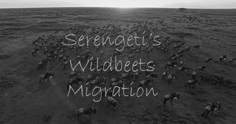 Great migration serengeti tanzania