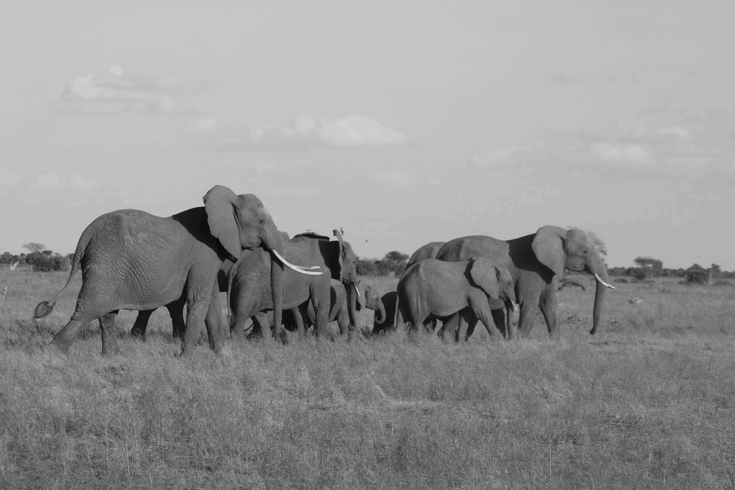 Herd of elephants at Selous Games Reserve