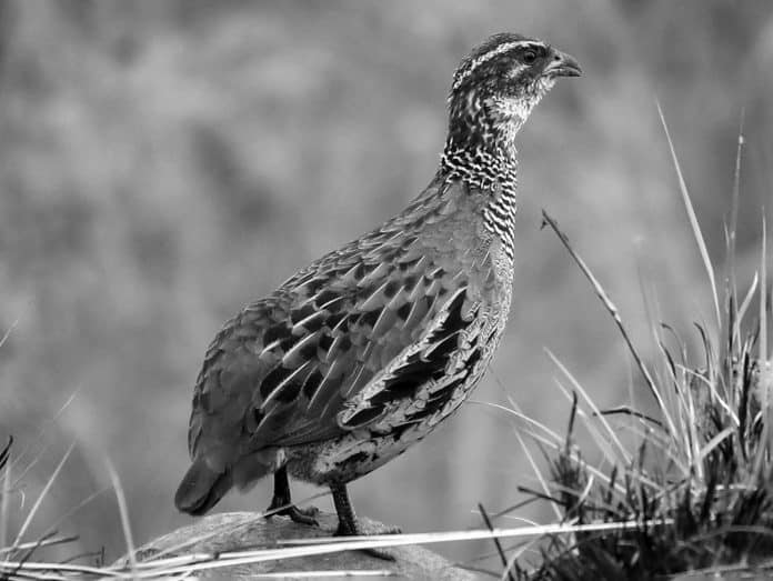 In Search of the Elusive - Tales of Tracking the Ring-Necked Francolin in Tanzania's Vast Wilderness