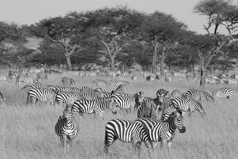 Naboisho camp zebra migration Kenya Safari