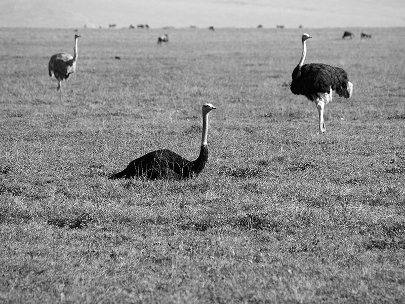 Ostrich wandering around the plains of Ngorongoro.jpg