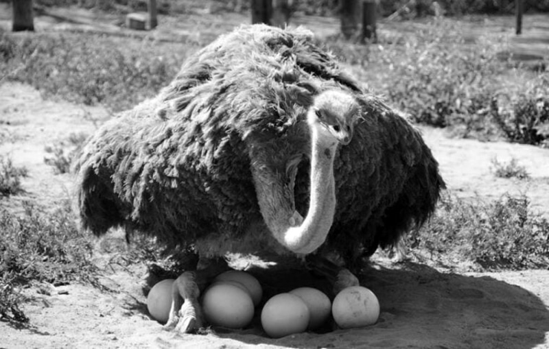 Ostritch laying down on its eggs