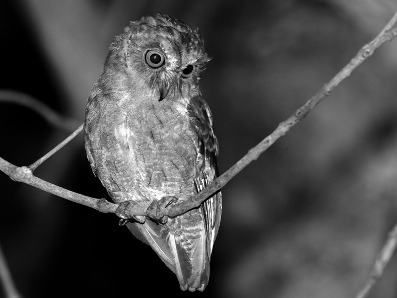 Pemba Scops Owl