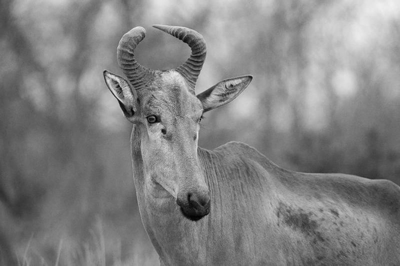 Photo of an Impala