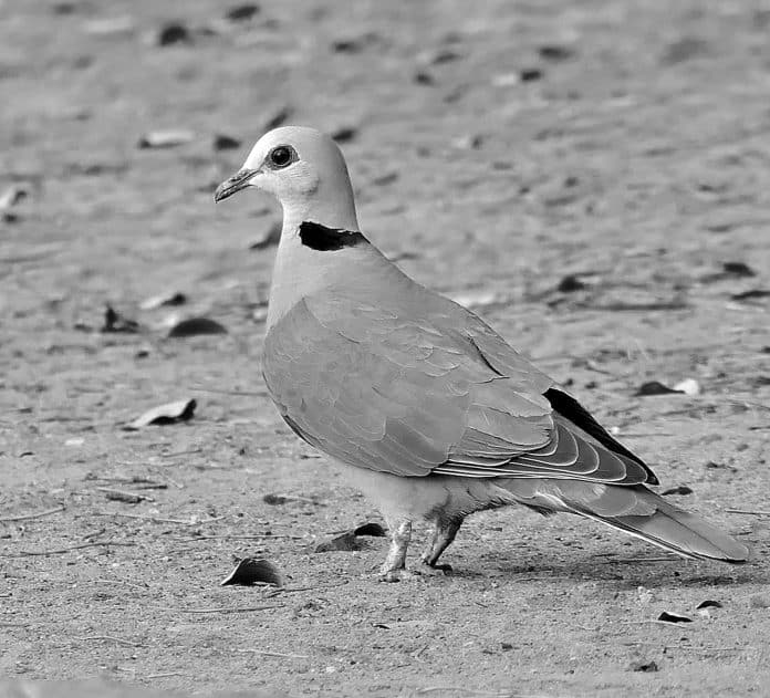 Red-Eyed Dove - A Breathtaking Canvas of Tanzania’s Natural Splendor