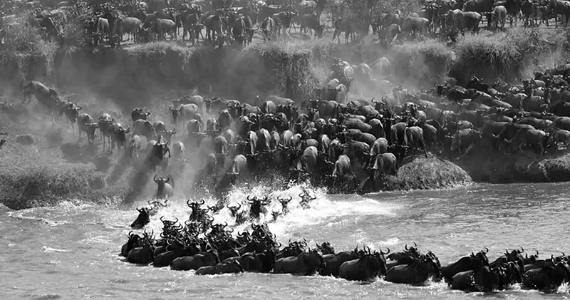 The Great Migration in the Serengeti