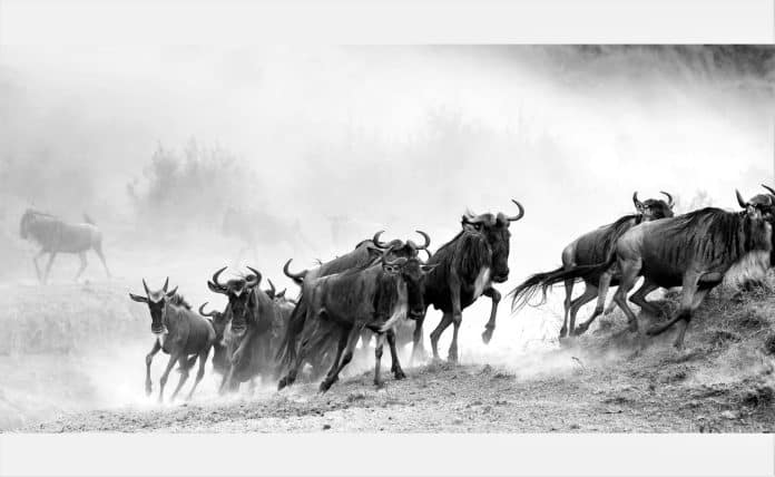 The Great Wildebeest Migration Witness the Spectacle in Kenya and Tanzania