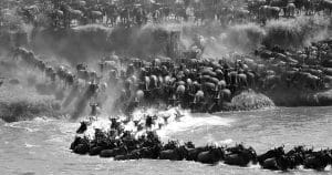 Wildebeests crossing River Mara
