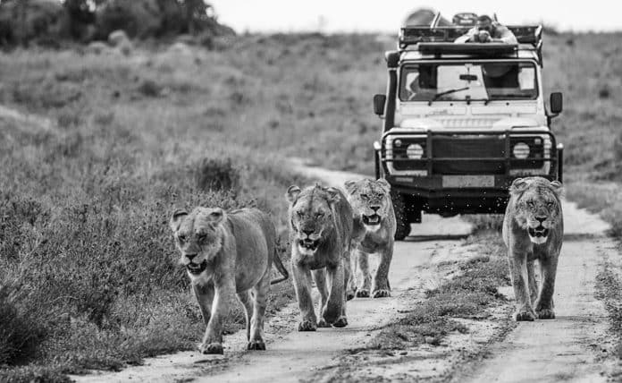The Ultimate Kenya and Tanzania Safari: Experience the Best of East Africa's Wildlife