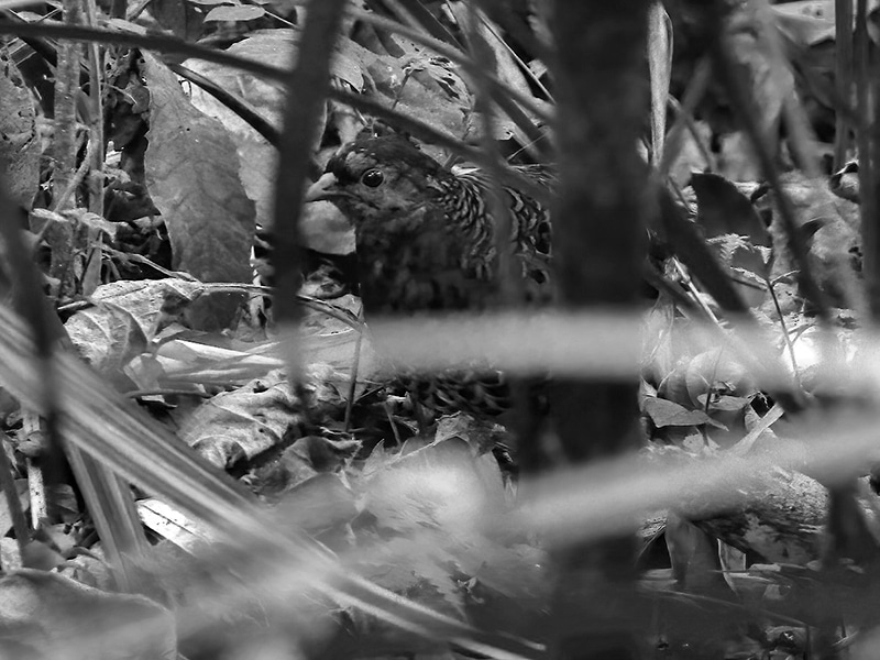 Udzungwa forest partridge