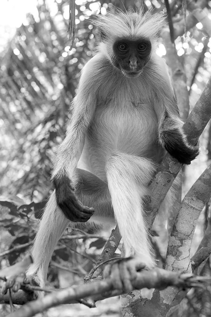 Unraveling the Secrets of Zanzibar's Fauna - A Fascinating Compilation of Mammals on the Island.jpg