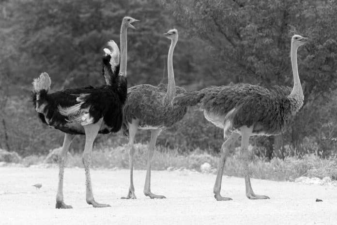 Unveiling the Majestic Common Ostrich of Tanzania - A Closer Look at Africa's Largest Bird