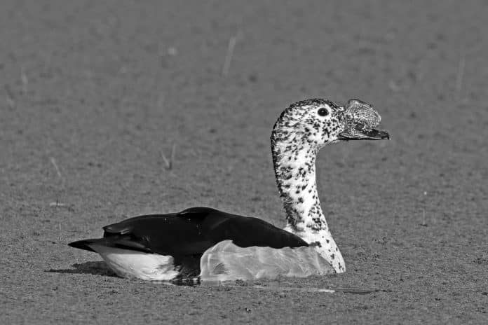 Unveiling the Secret Life of the Knob-Billed Duck in Tanzania - Nature's Most Exquisite Waterfowl