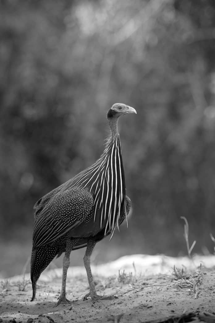 Witness the Vibrant Splendor of Vulturine Guineafowl in Tanzania - A Wildlife Experience Like No Other