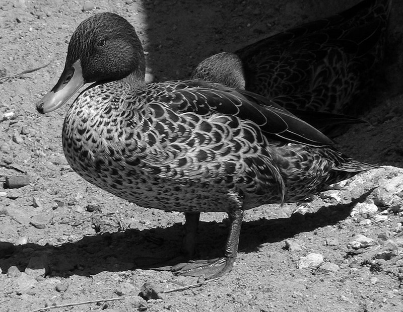 Yellow-billed Duck