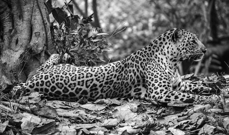 Zanzibar Leopard