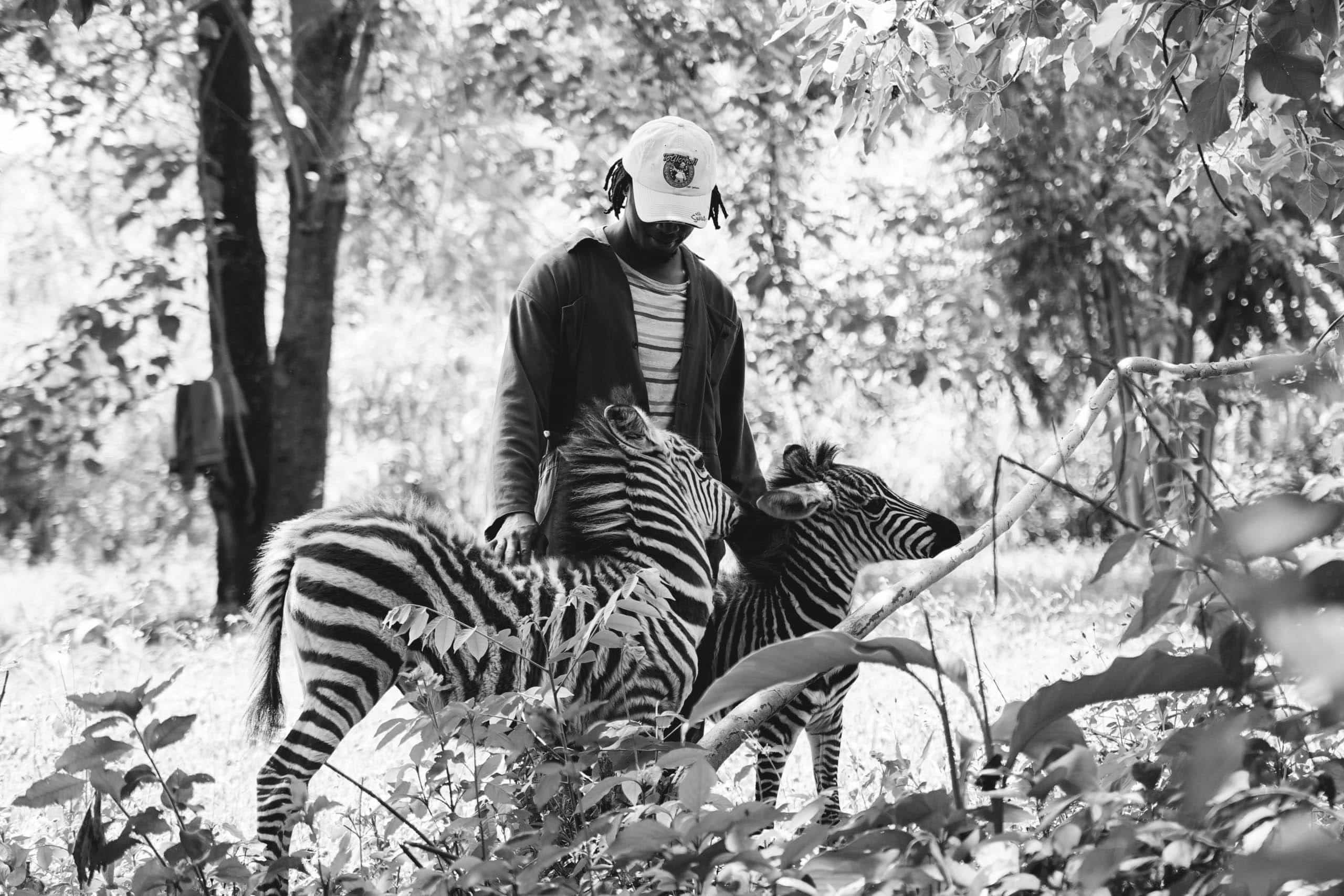 Zebras at Kilimanjaro Animal CREW