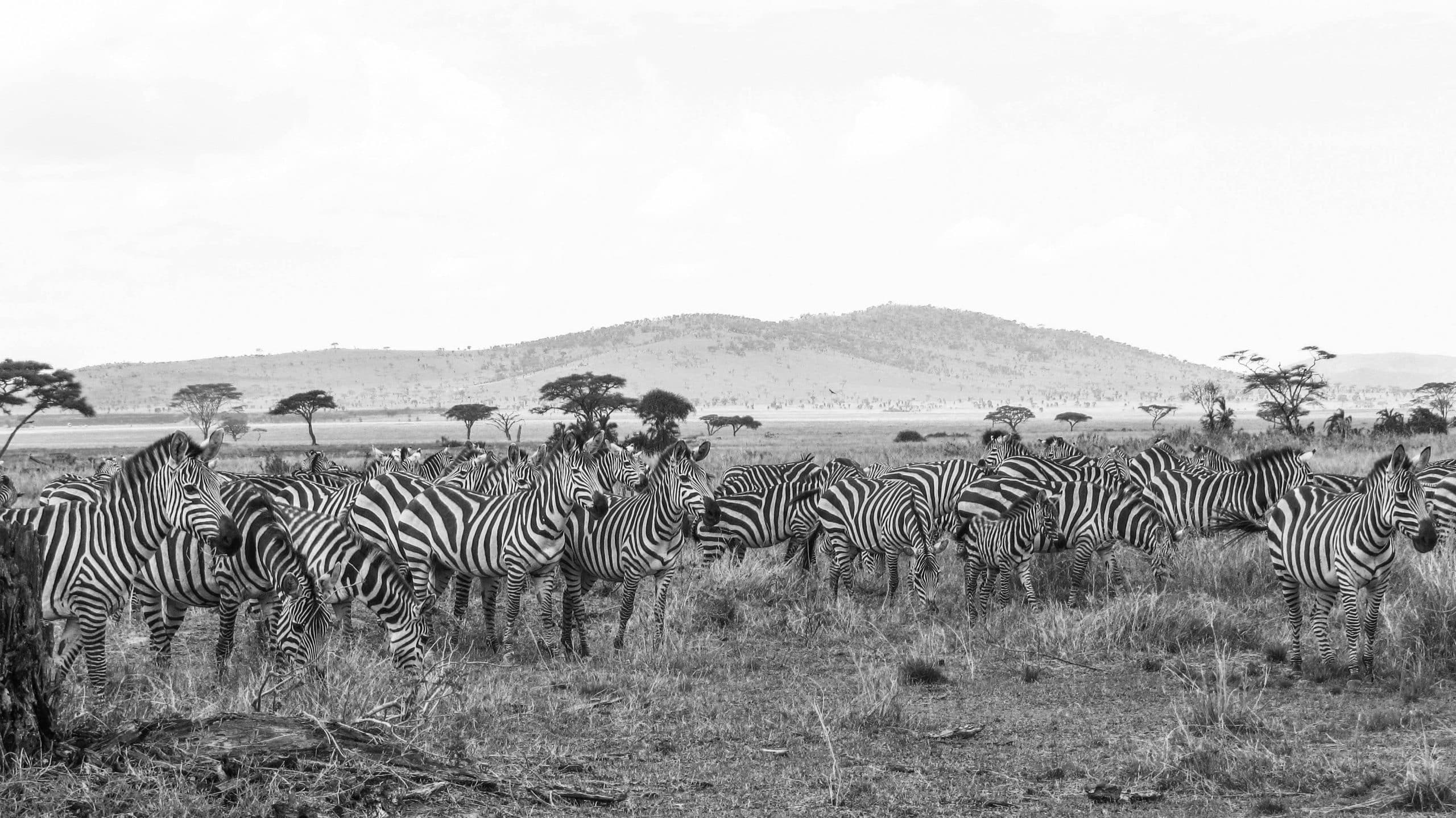 Zebras at The Serengeti National Park