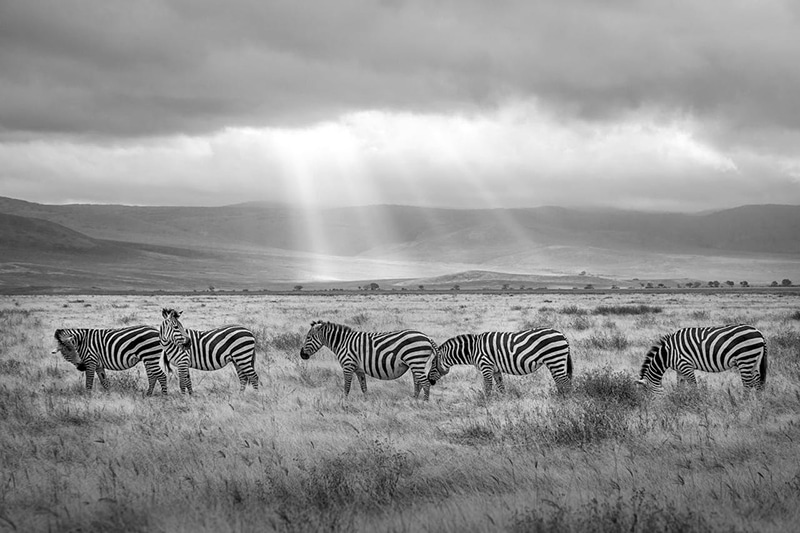 Zebras crossing in a park in Arusha Region, Tanzania